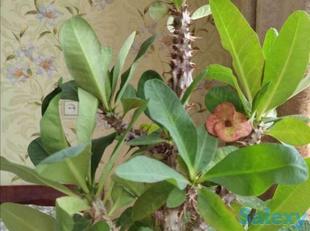 Комнатные растения на любой вкус!, фотография 12