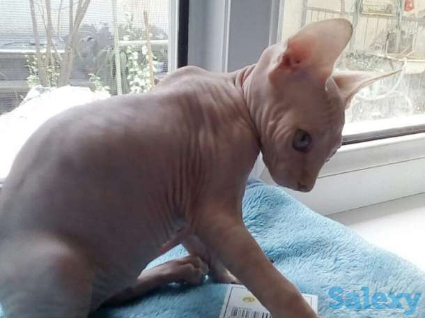 Элитные котята Канадского сфинкса, фотография 6