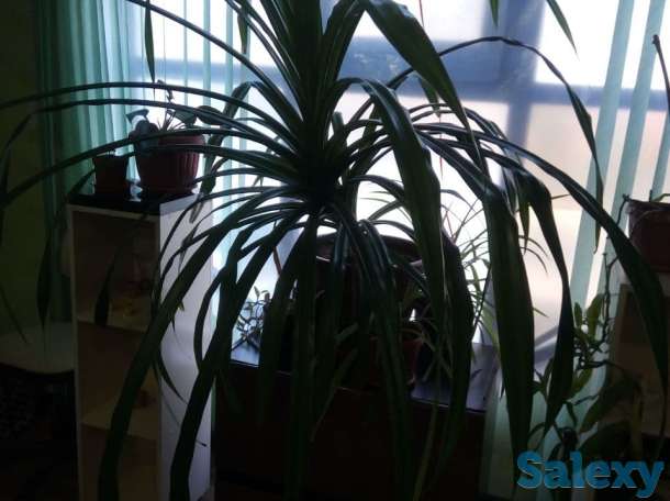 Продам цветок, фотография 3