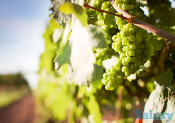 LAKEMOND узум кўчатлари, фотография 1