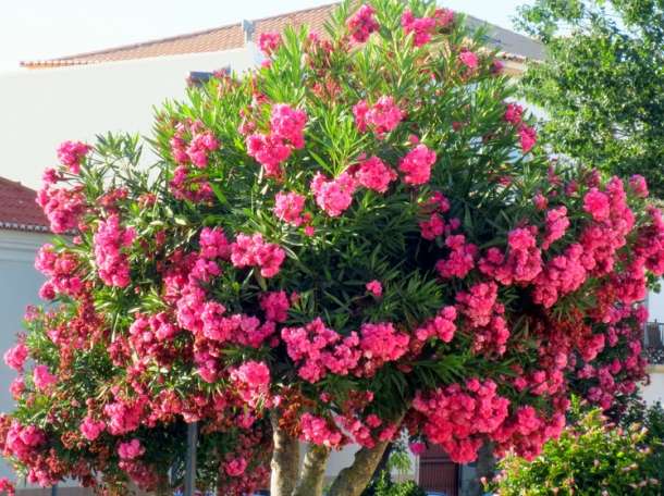 Декоративные растении, фотография 8