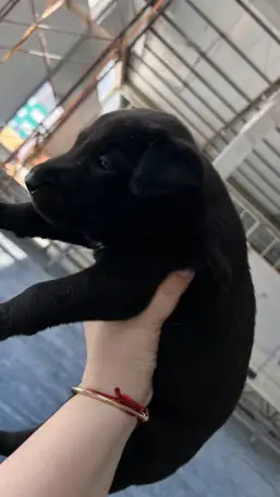 Продаются щенки, фотография 2