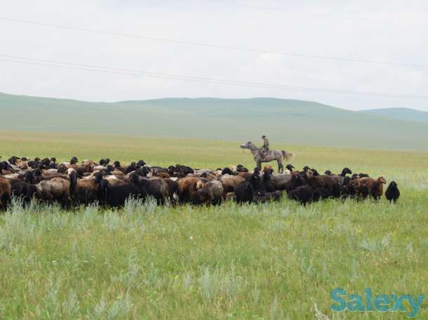 бараны курдючные, молодняк на откорм, фотография 3