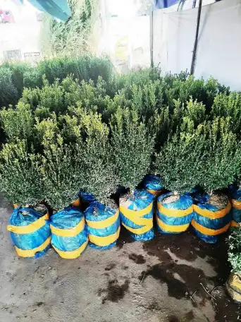 Манзарали дарахт кчатлари, фотография 3