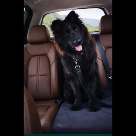 Клубный немецкий д/ш кобель, фотография 1