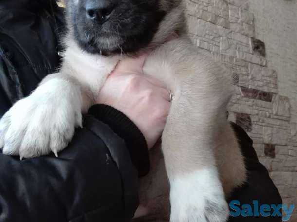 Продаются щенки Алабая, фотография 4