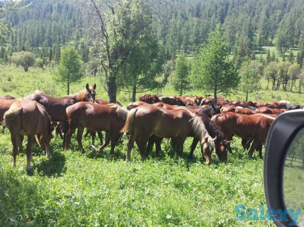 Лошади, кобылки, жеребчики новоалтайские, фотография 3