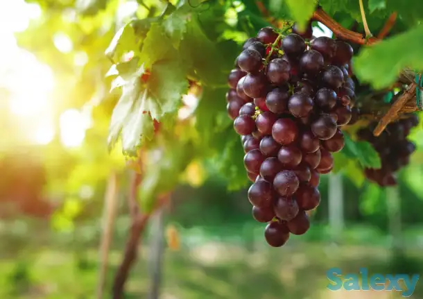 REJNAY RIESLING узум кўчатлари, фотография 1