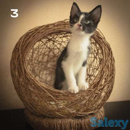 Котятки ищут дом!!, фотография 2