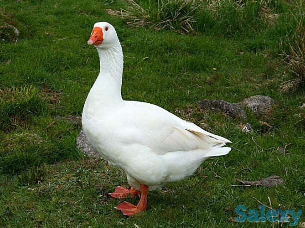 Гуси/Гозлар/Goose, фотография 1
