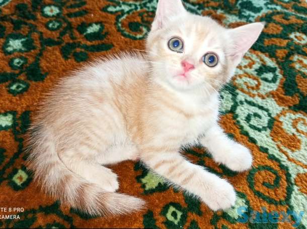 Продажа, фотография 1