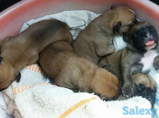 Готовиться к продаже боксеры 5 мальчиков, фотография 1