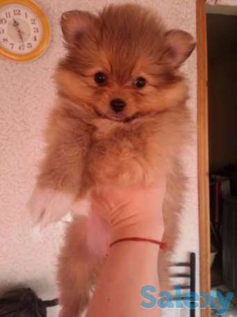 Немецкий шпиц, фотография 1