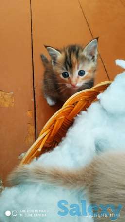 Вислоухие котята, фотография 3