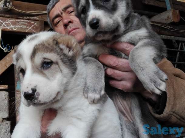 Продаются щенки Алабая, фотография 3