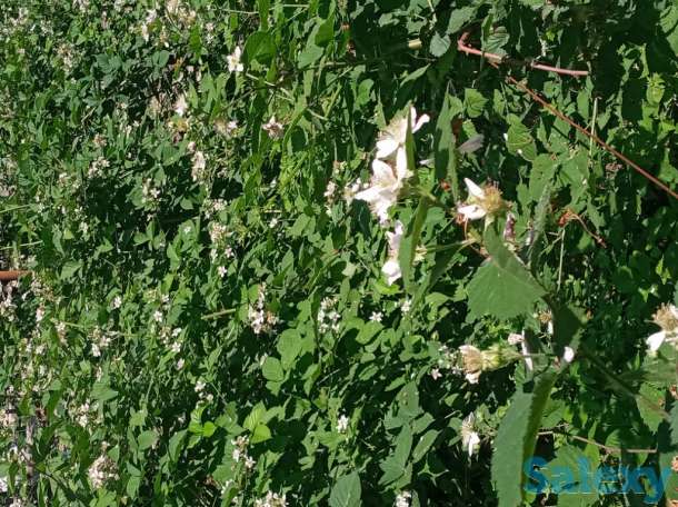 Саженцы Ежевики без колючек -  тиконсиз Ежевика кўчатлари, фотография 2