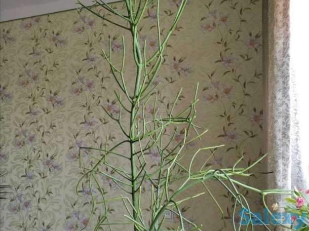 Комнатные растения на любой вкус!, фотография 1