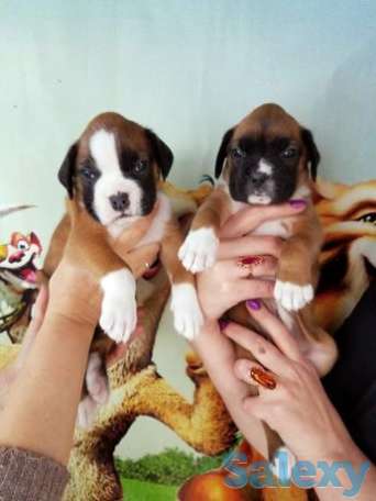 Клубные щенки боксера шикарные широкие правильной формы, фотография 1
