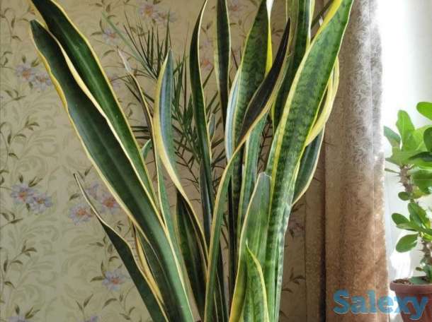 Комнатные растения на любой вкус!, фотография 9