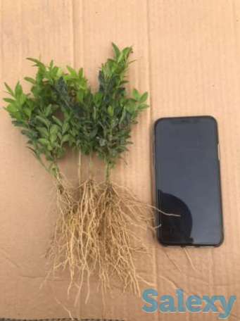 Шамшод кочати сотилади 1 йиллик, фотография 1