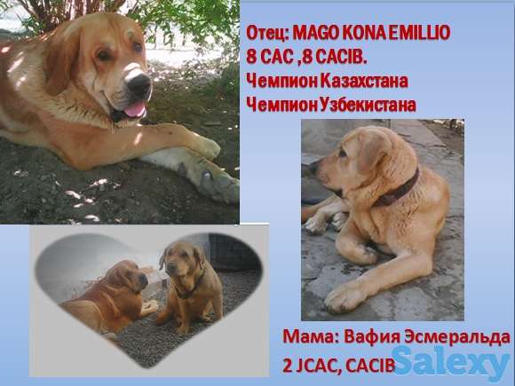 Продажа сука для разведения Испанский мастиф, фотография 3