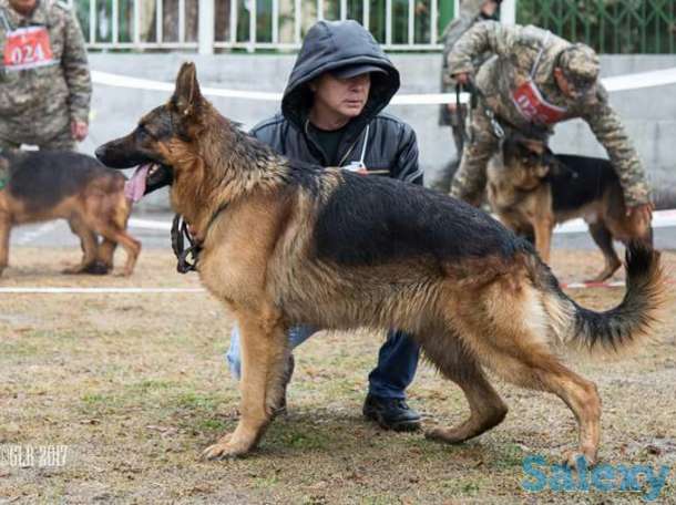 Продаю щенков немецкой овчарки, фотография 1