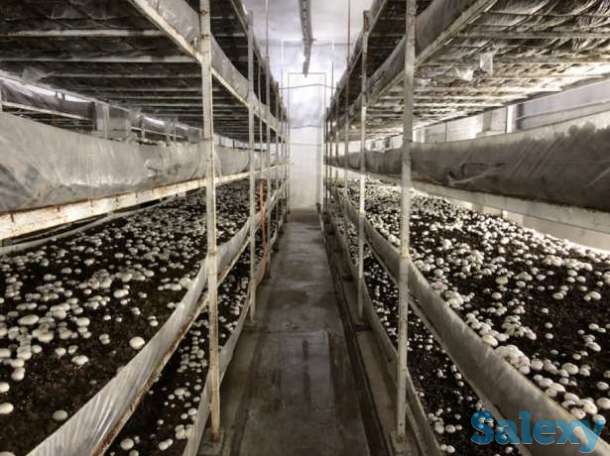 готовим на заказ компост и мицелий, фотография 2