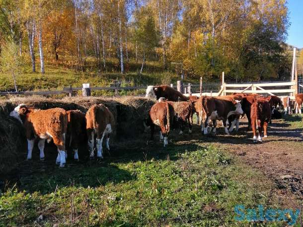 Buga sotiladi, Бычки казахские белоголовые, герефорд, симментал, фотография 3