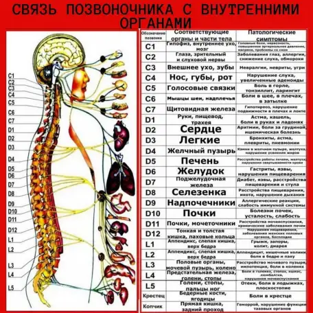 Лечебно- медицинский массаж, фотография 2