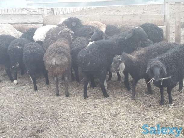 бараны курдючные, молодняк на откорм, фотография 2