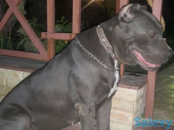 Кане Корсо, фотография 3