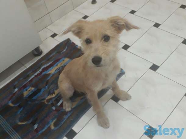 Отдам в хорошие руки, фотография 2