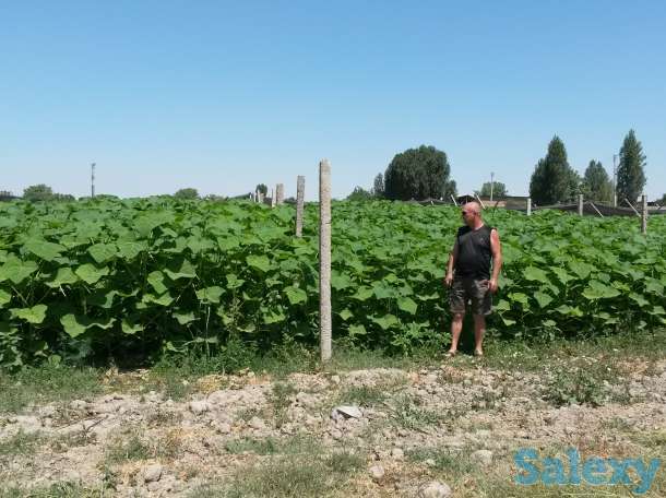 Павловния, фотография 3