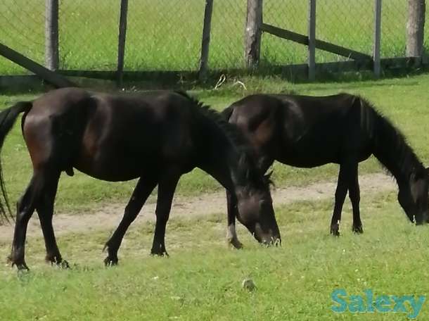 Лошади, кобылки, жеребчики новоалтайские, фотография 6