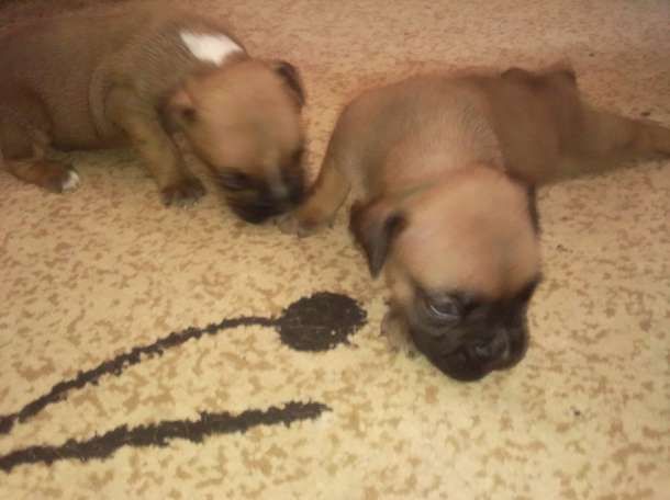 продажа,продаю,продам, фотография 2