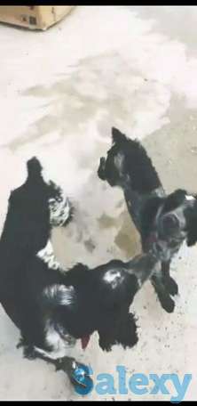 Собака Спаниел, фотография 1