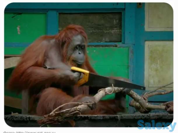 Плотник, фотография 1