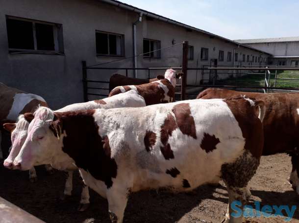 Реализуем нетели и телки в возрасте 8-13 мес, фотография 1