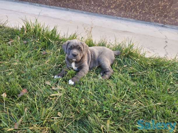 Щенки Кане Корсо! Бронь!, фотография 1