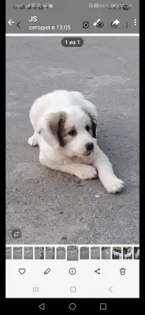 Продаётся щенок, фотография 1