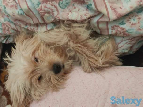 Малышу Тедди нужна подружка ♥️, фотография 2