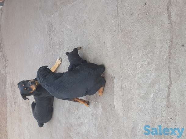 Ротфейлер, фотография 1