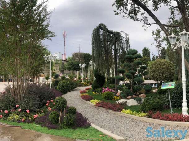 Растения и ландшафтный дизайн от компании Bahor Gullari!, фотография 2