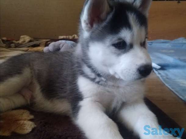 Щенки Сибирской Хаски, фотография 3