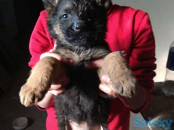 Продаю щенков немецкой овчарки, фотография 4