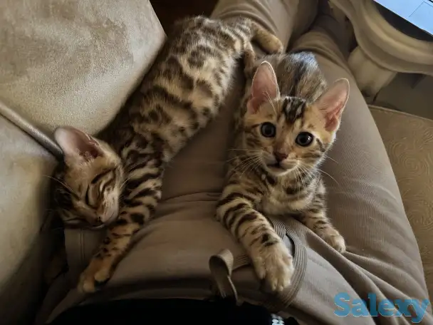 Бенгальский котенок, фотография 2