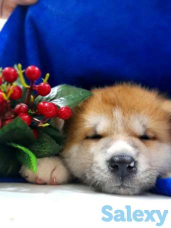 Продаётся щенки чистопородное акита-ину (ХАТИКО), фотография 1