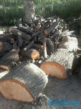 Орик дарахт отин сотаман, фотография 1