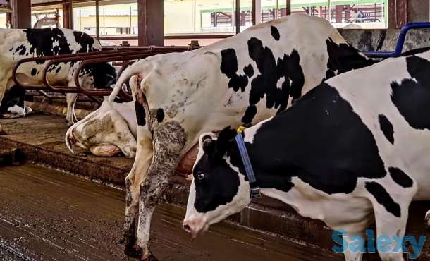 Продажа КРС оптом живым весом по РФ и СНГ, фотография 2