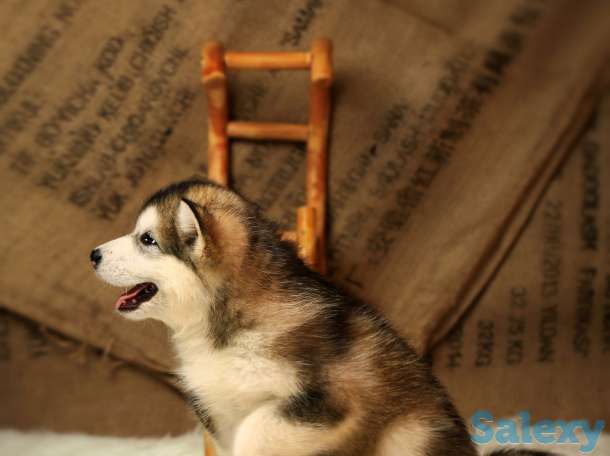 Чистокровные щенки Аляскинского маламута (домашний волк) в Ташкенте., фотография 2